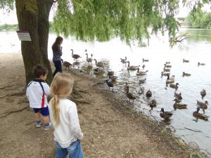 geese and ducks by the lake at the nature discovery centre