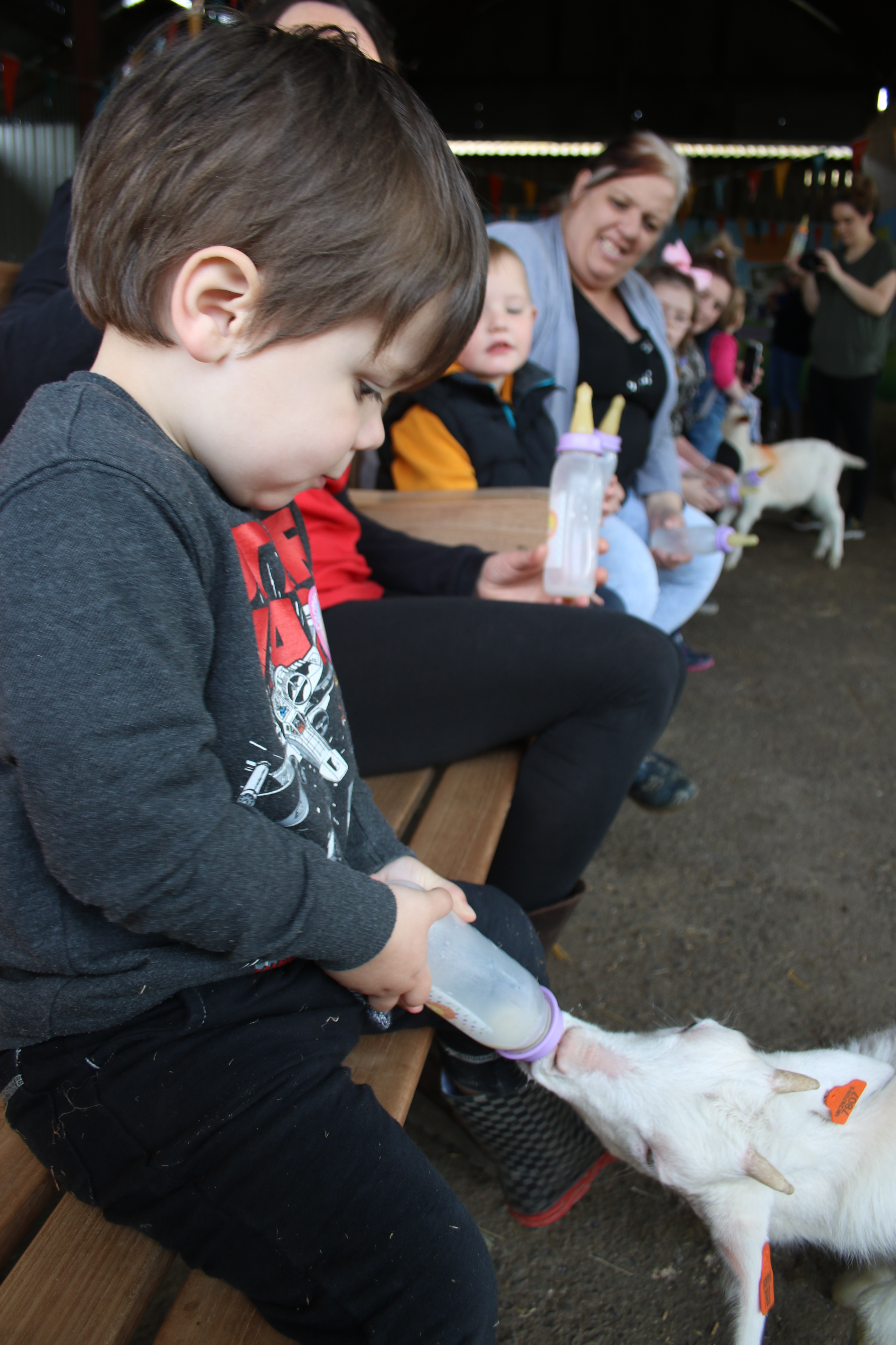 bottle feeding a lamb at Farmer Gows