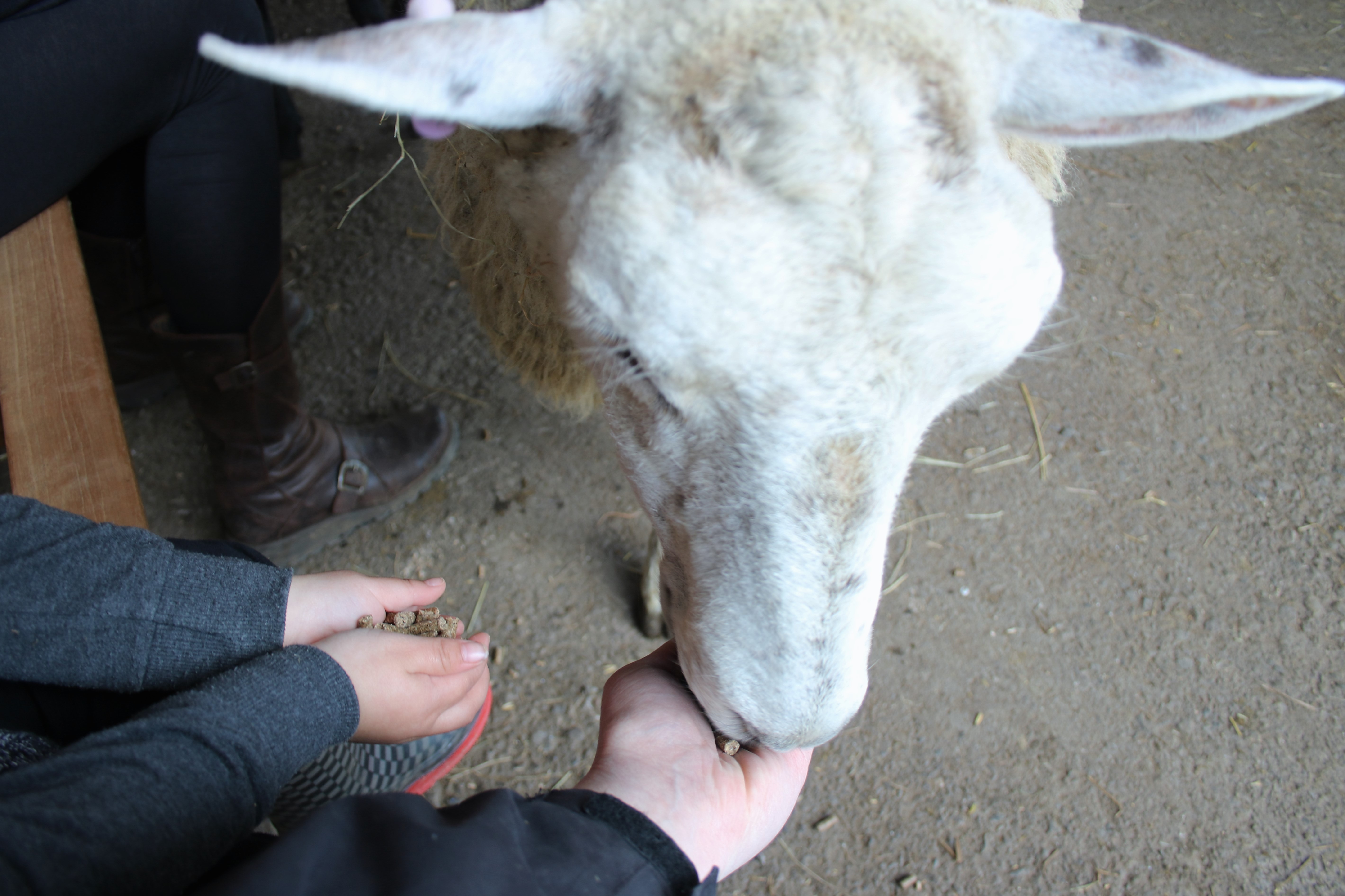 hand feeding a sheep
