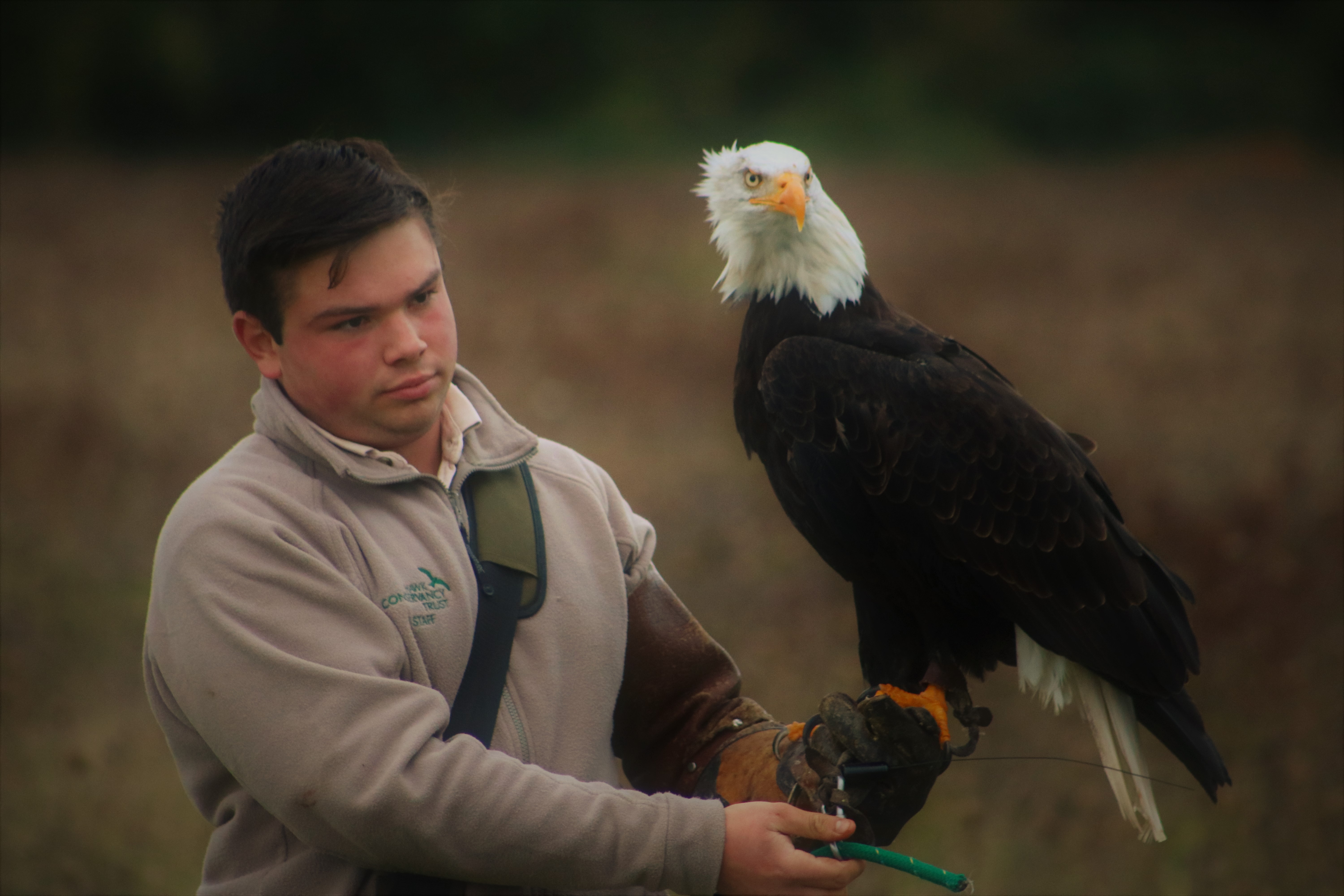eagle stood on keepers glove