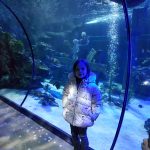 ocean tunnel at Alton Towers sea life centre
