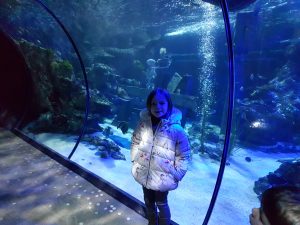 ocean tunnel at Alton Towers sea life centre