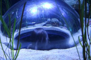 viewing dome inside aquarium
