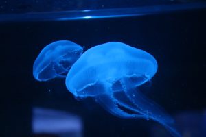 jellyfish under blue light at weymouth sea life