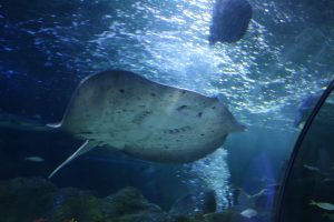 ray in the ocean tunnel