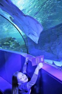 Girl with a ray overhead in the ocean tunnel