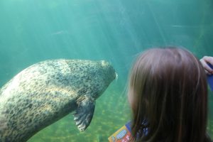 seal swimming underwater past lois