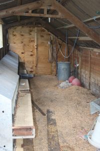 inside the chicken coop