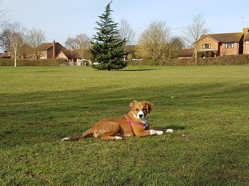 willow as a puppy out for a walk