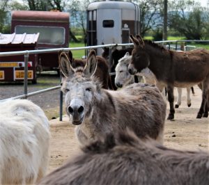 Donkey at Island Farm Donkey Sanctuary