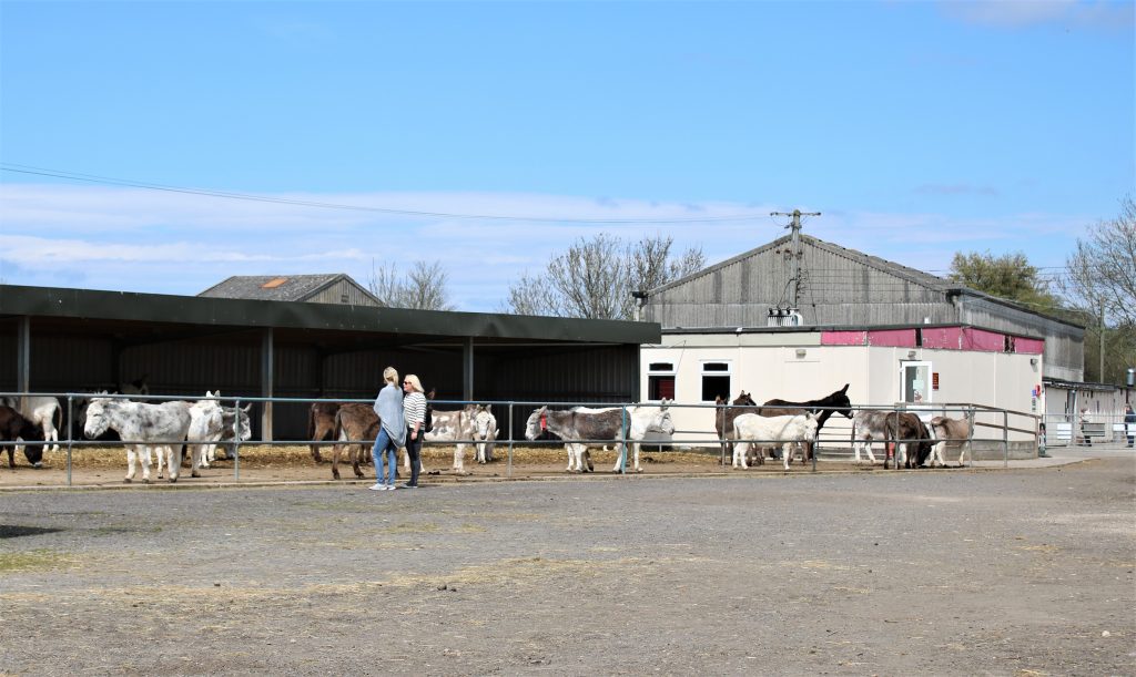 stableyard at Island Farm Donkey Sanctuary