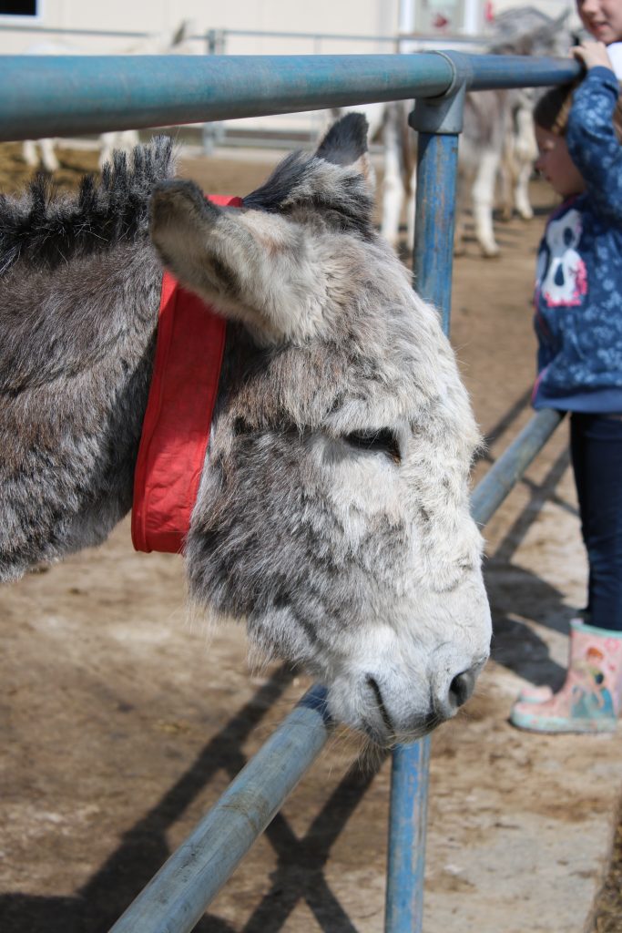 grey donkey with red collar