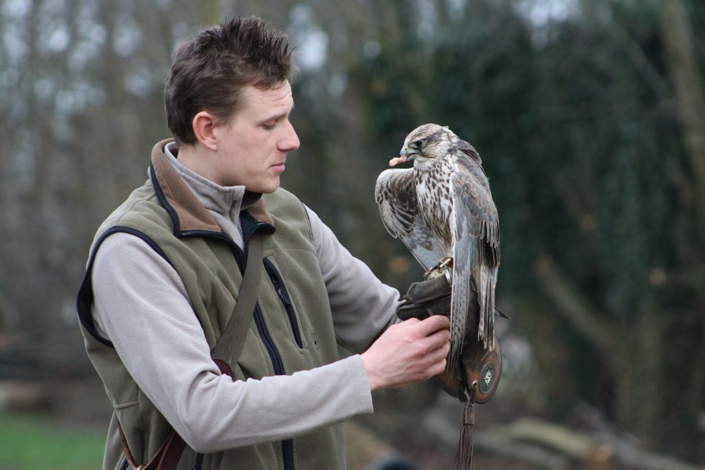 owl on handlers arm at millets falconry centre