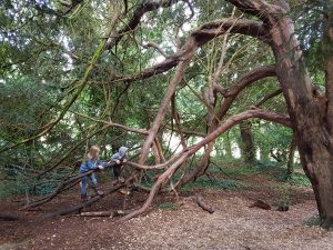 climbing trees in the woods