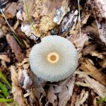 muchroom fungi on bark