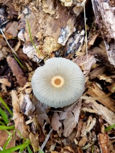 muchroom fungi on bark