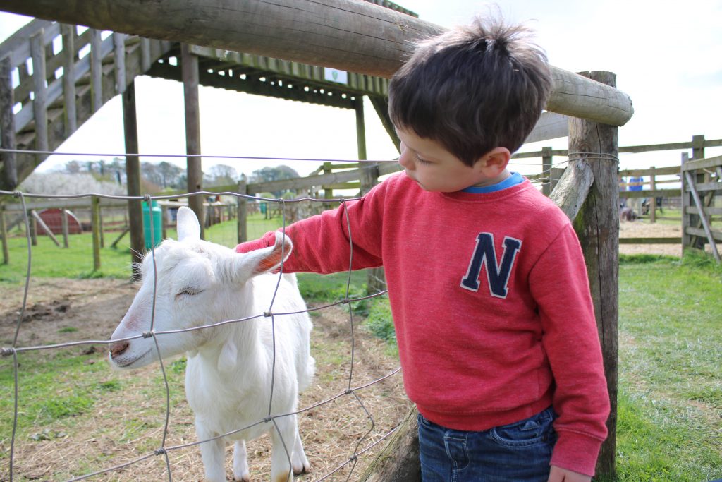cody and goat at fairytale farm