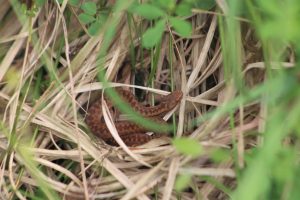 snake