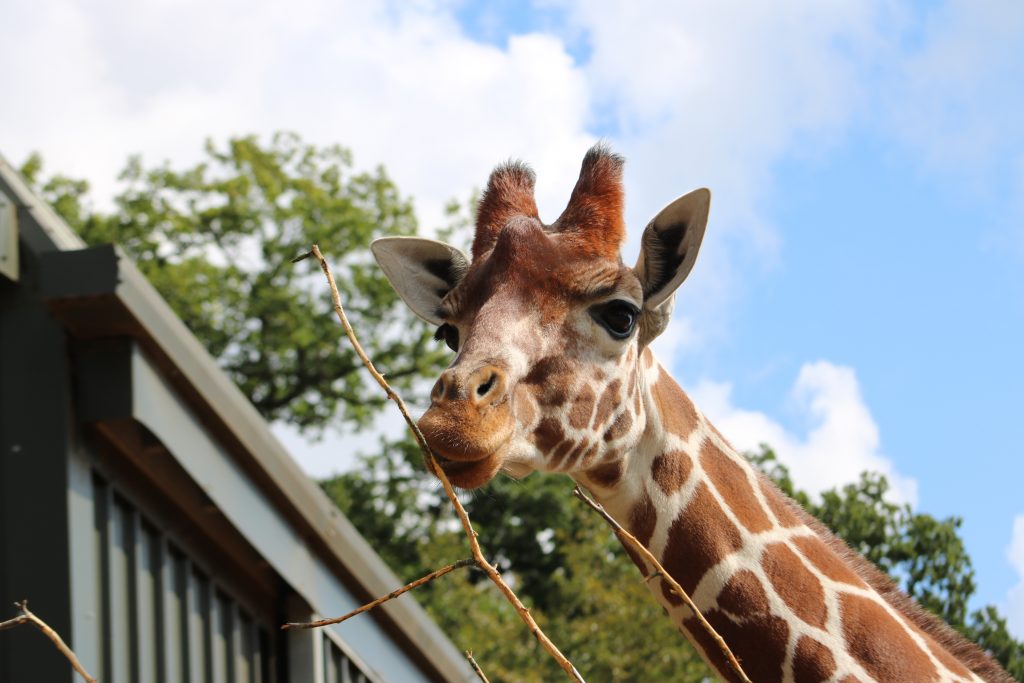giraffe
