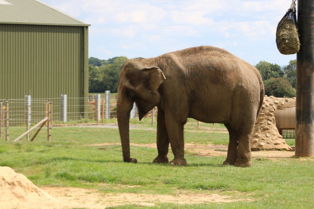 elephant at ZSL Whipsnade zoo