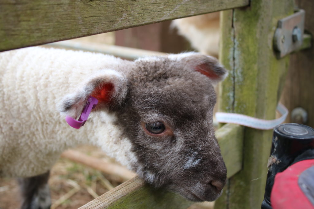 Lamb peeking through fence at Fairytale Farm Oxfordshire in the Easter holidays