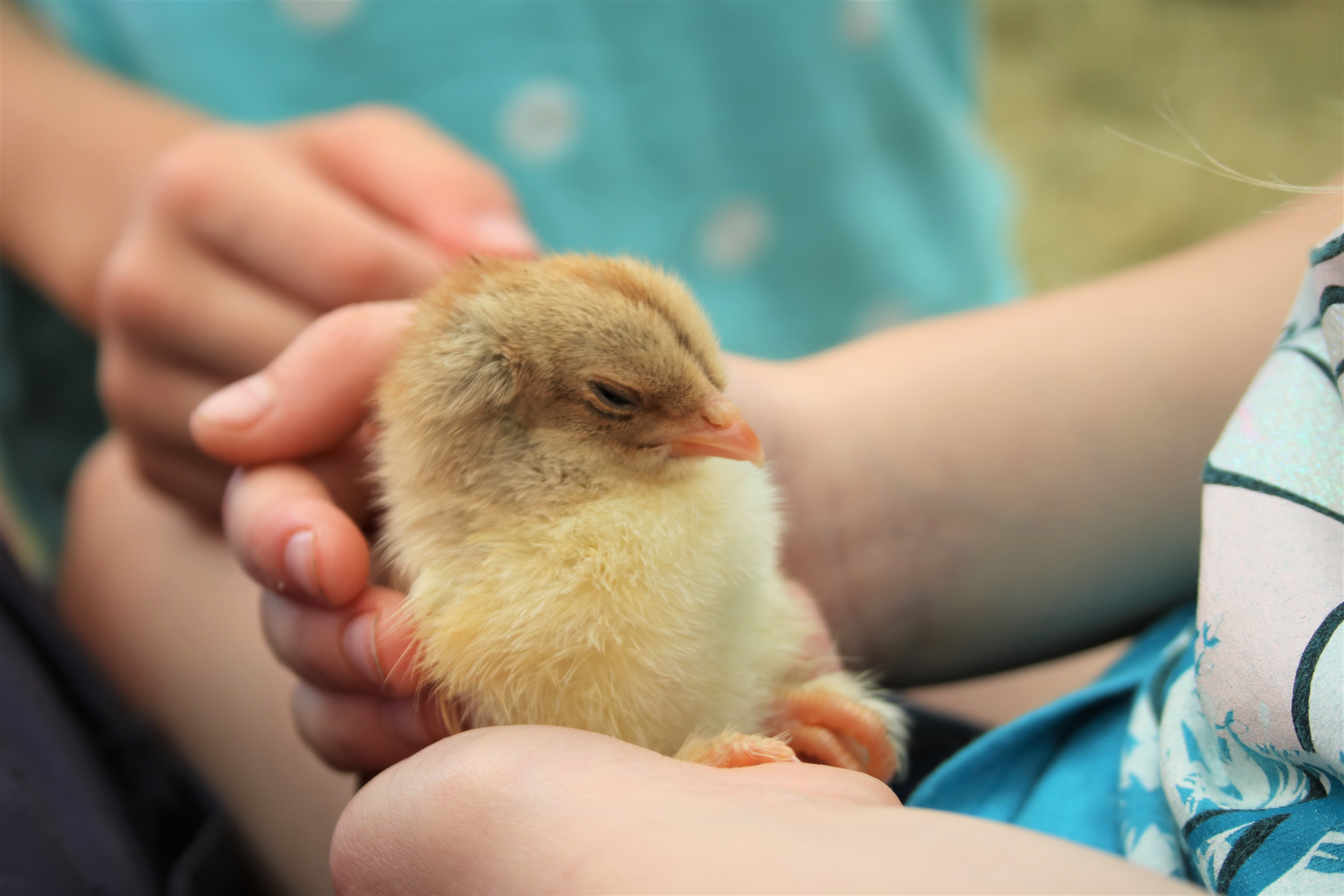 sleeping chick at countryfile live