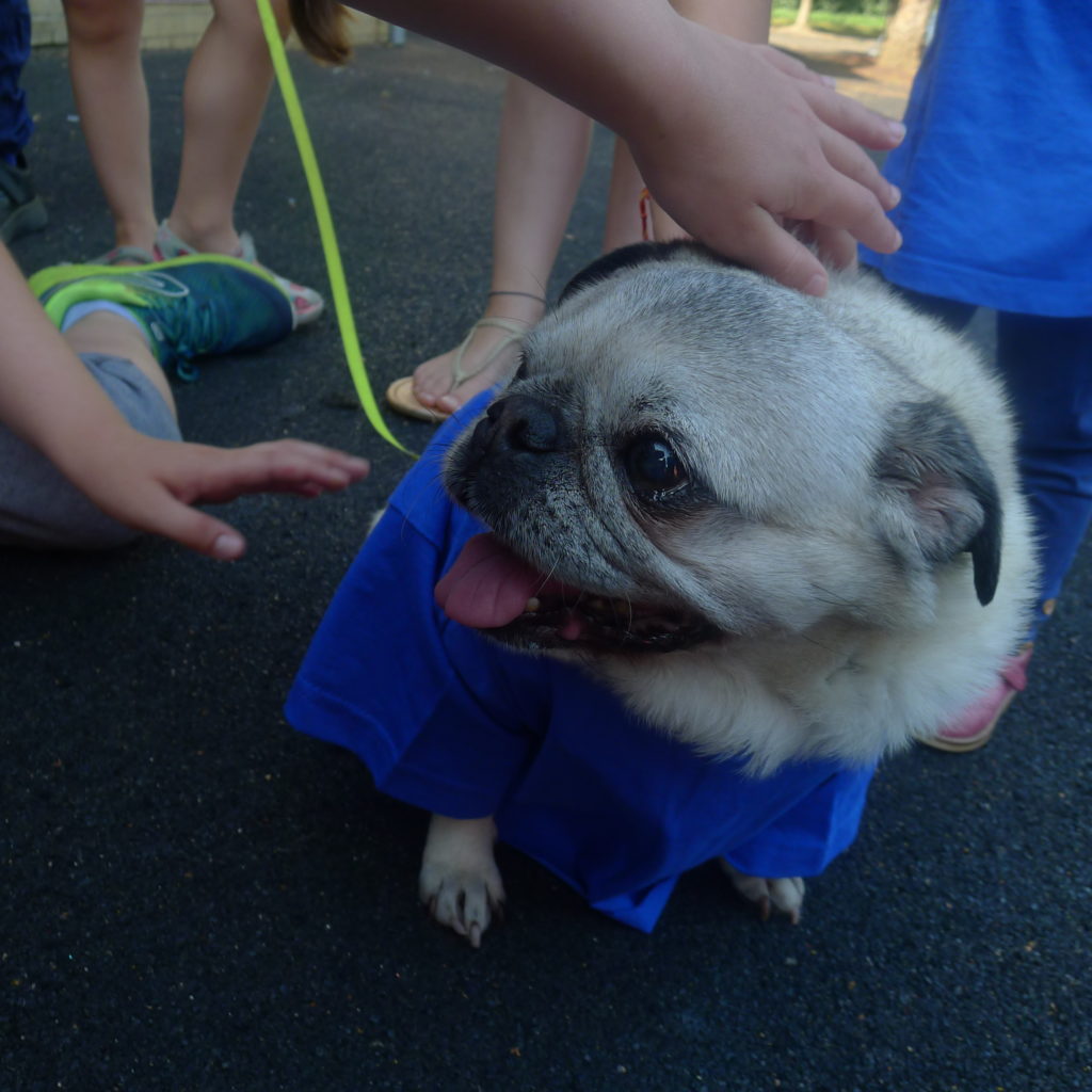 Pug canine therapy dog at House of fun