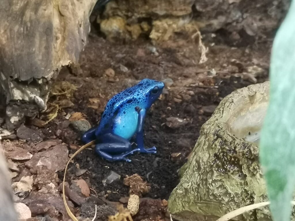 blue poison dart frog