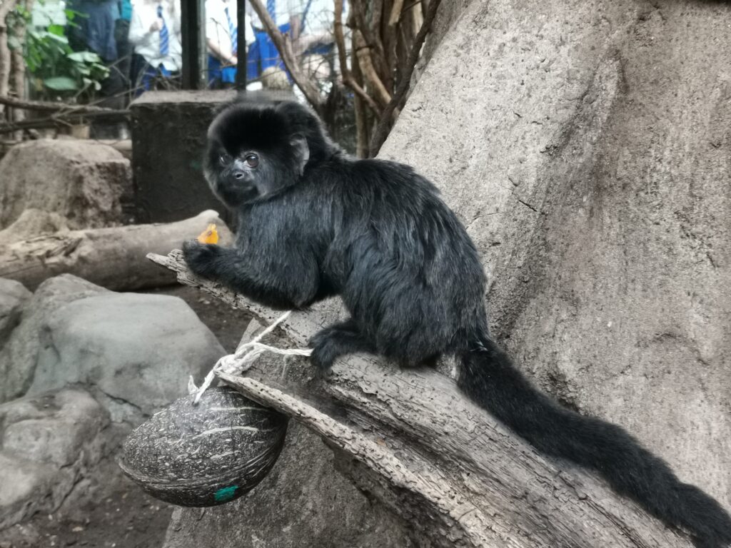 Goeldi's monkey eating fruit on a branch