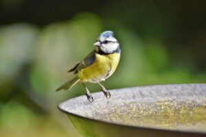 blue tit sat on edge of metal bird bath