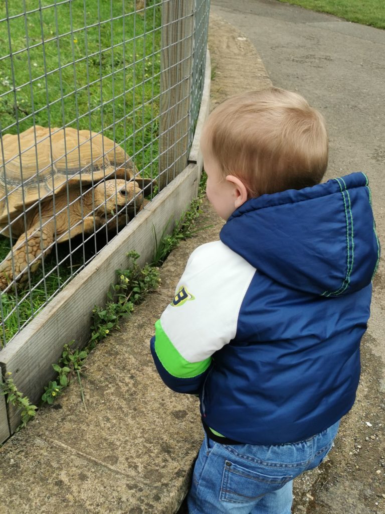 child looking at tortoise through fence