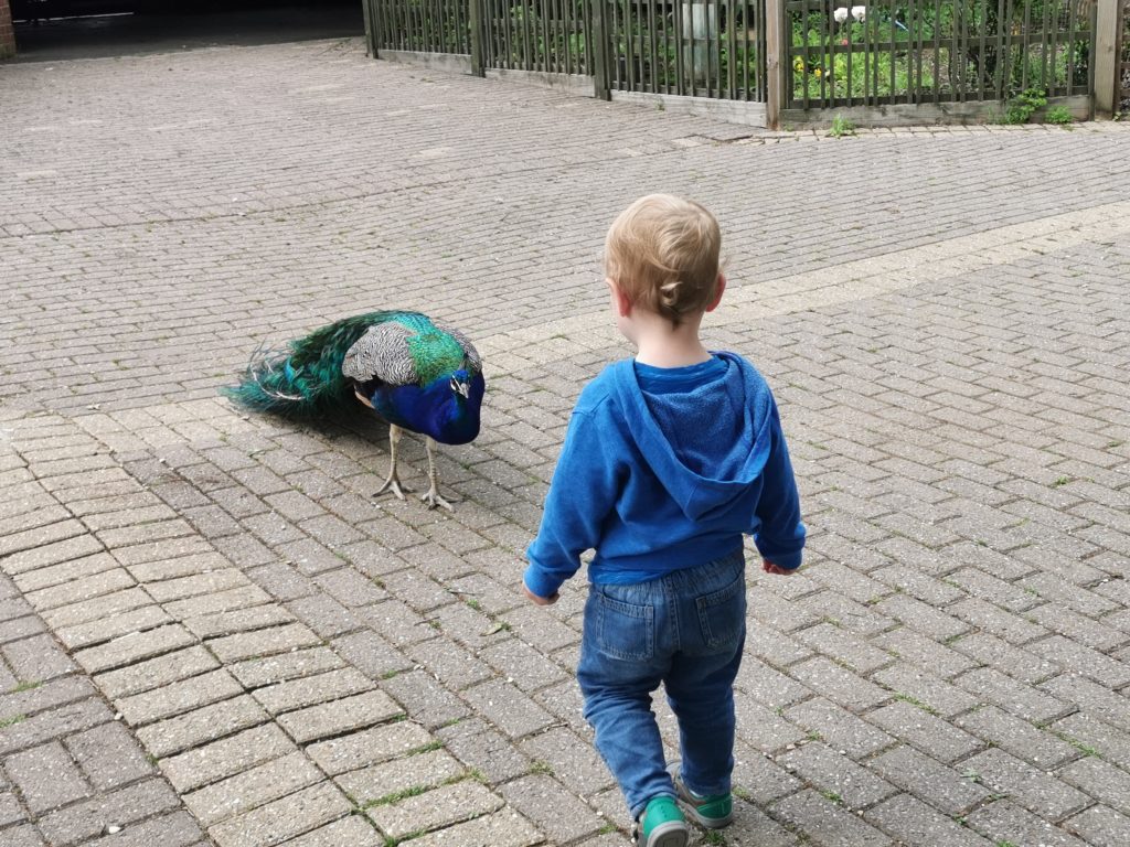 clid stood in front of peacock