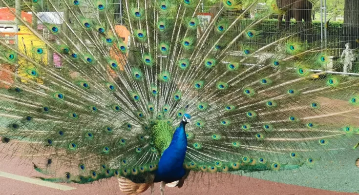 peacock showing off feathers in play area at Beale Park