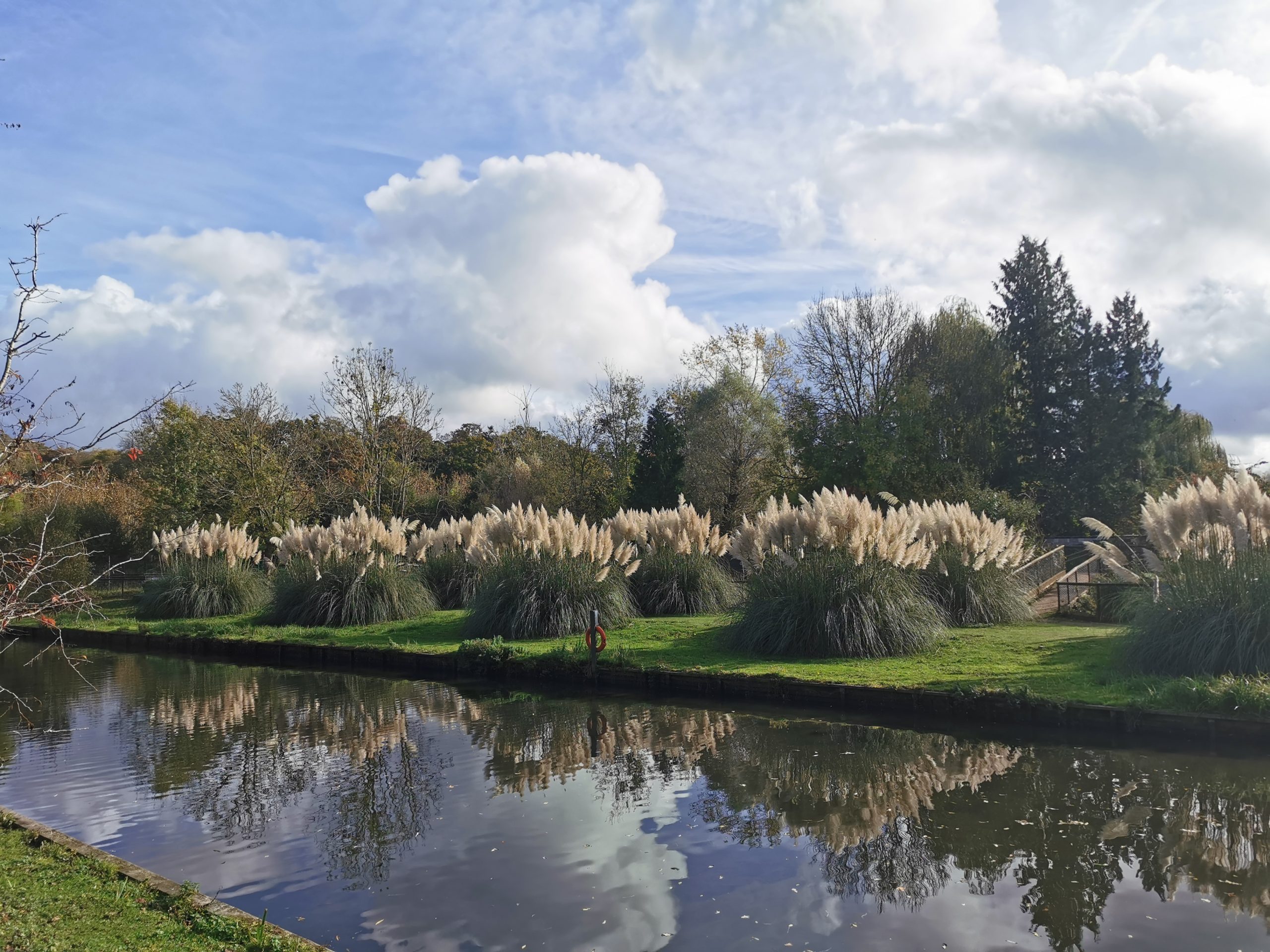 large pampas grass plants acorss river