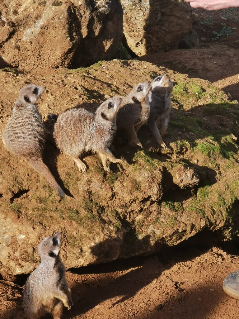 meerkats sat on rock looking up at zoo keeper for food