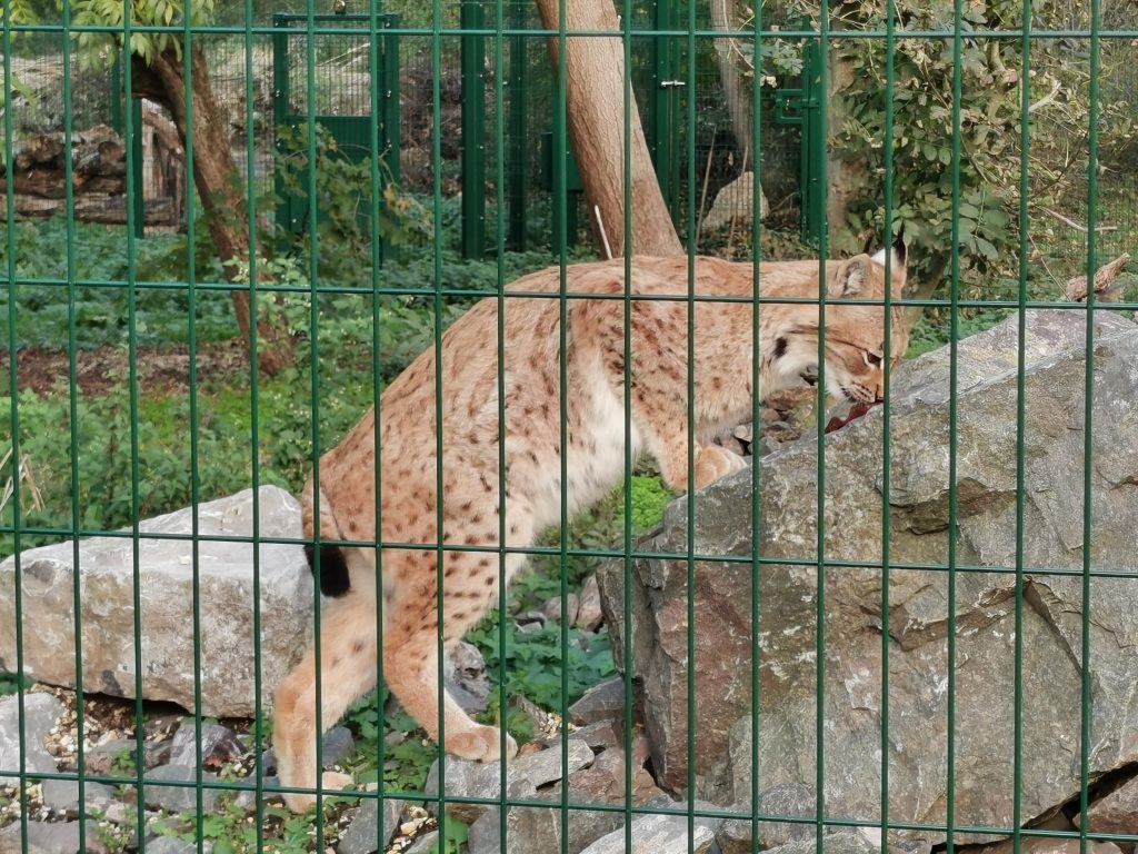 lynx eating meat off a rock in enclosure
