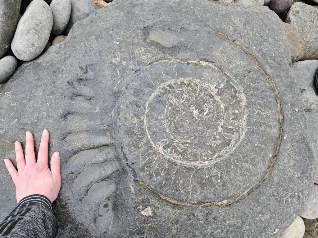 large ammonite rock on the beach at Lyme Regis