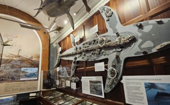 Fossil display at Lyme Regis Museum