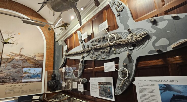 Fossil display at Lyme Regis Museum