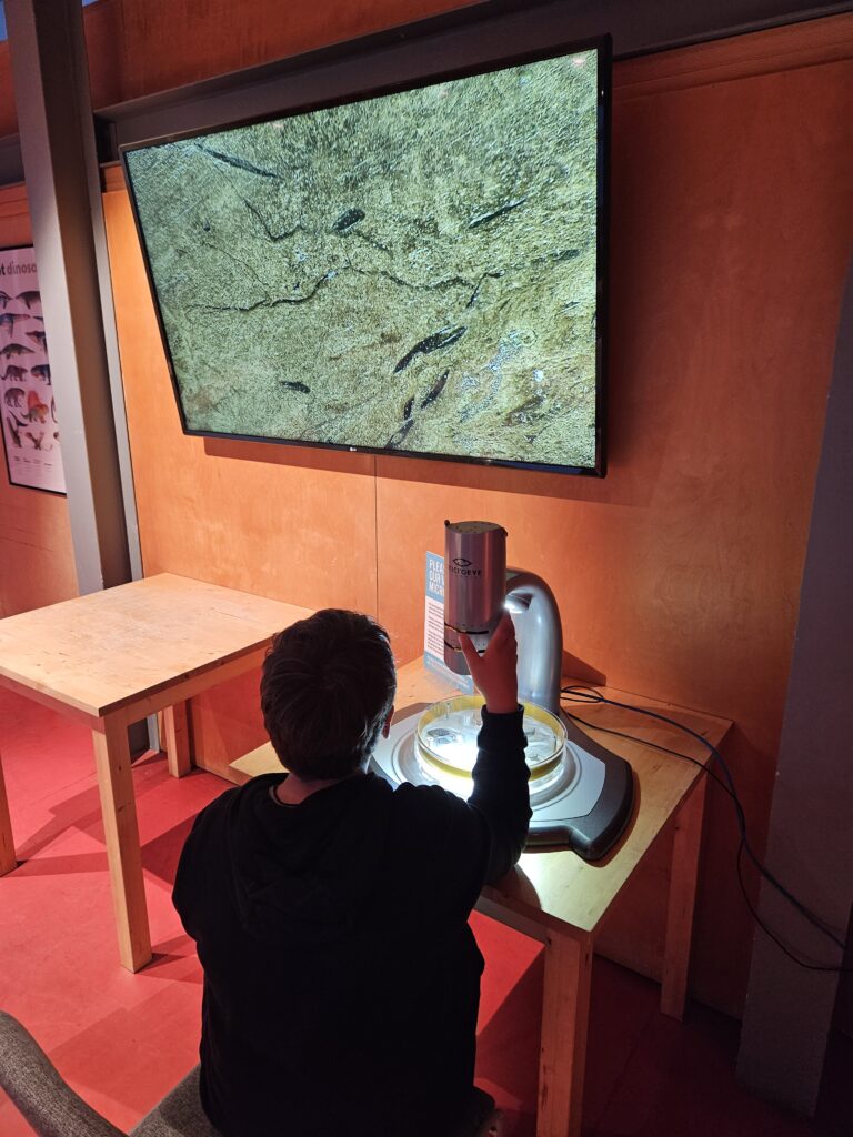 boy looking at microscope image on big screen at Lyme Regis Museum
