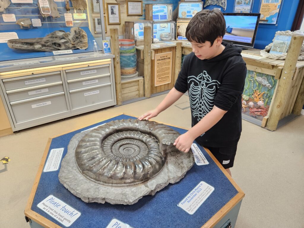 large ammonite fossil in museum